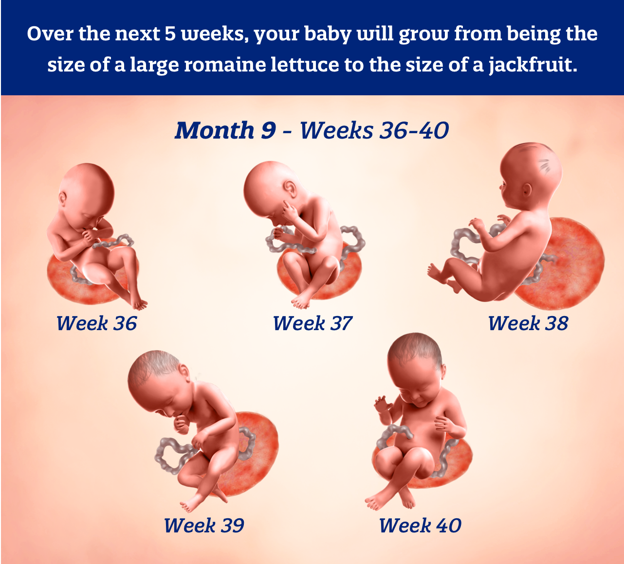 Month 9 weeks 36-40: Over the next 5 weeks, your baby will grow from being the size of a large romaine lettuce to the size of a jackfruit.
