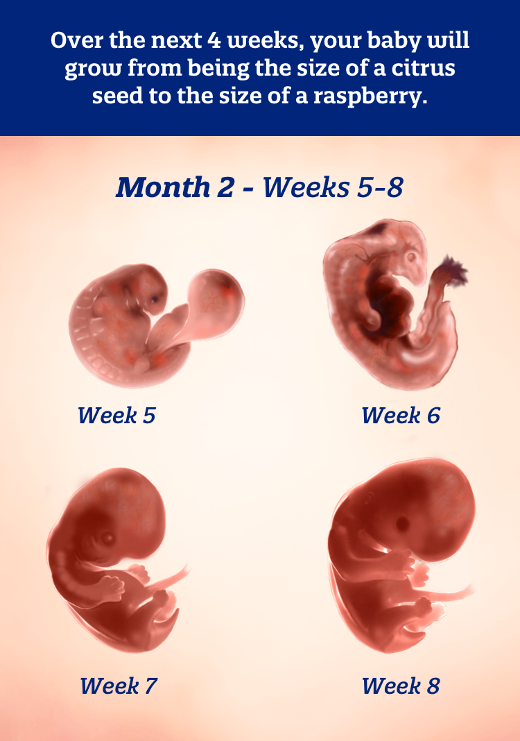 Month 2 weeks 5-8: Over the next 4 weeks, your baby will grow from being the size of a citrus seed to the size of a raspberry.