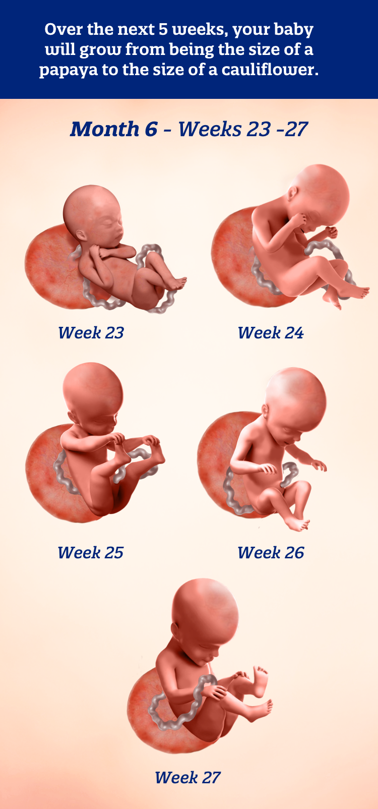Month 6 weeks 23-27: Over the next 5 weeks your baby will grow from being the size of a papaya to the size of a cauliflower.